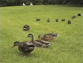 Ducks on the Village Green at Dunsop Bridge, 21.1 miles from Preston